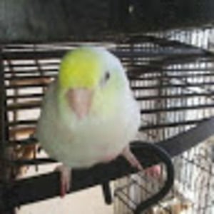 Meet your Posher, Jane